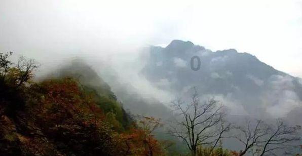 救援袋鼬